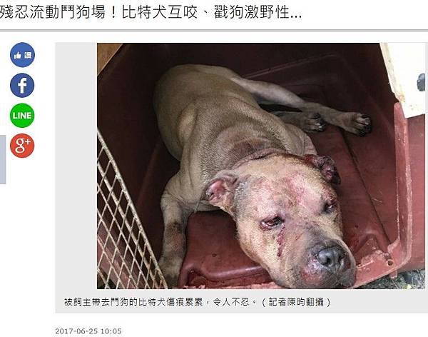 6種惡犬狗被列為危險犬種/比特犬、日本土佐犬、紐波利頓犬,阿