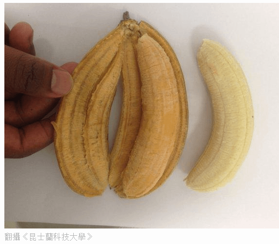 香蕉王國/回鄉務農/偷香蕉/認養農作物。凡認養者一年繳三千元