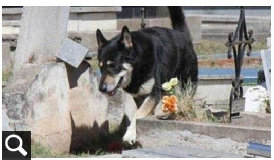 忠犬小八/秋田犬1934年忠犬八公/日本金氏世界紀錄旅遊景點