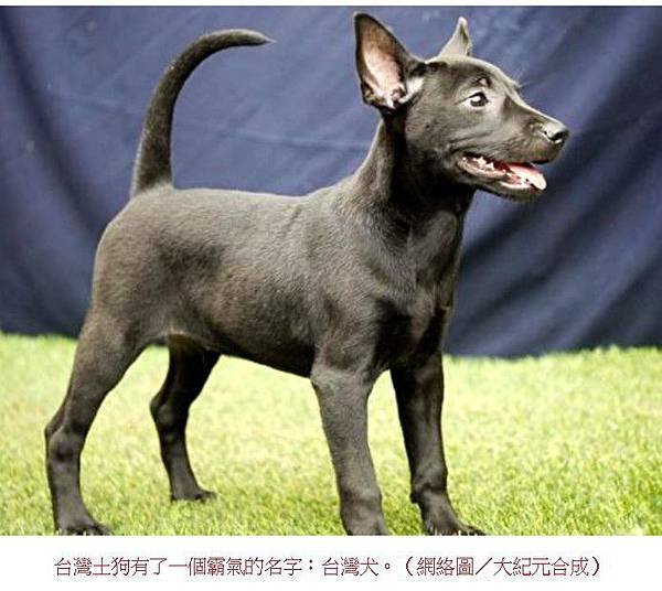 忠心台灣土狗獲國際認證正名「台灣犬」/台灣土狗通過70多個會