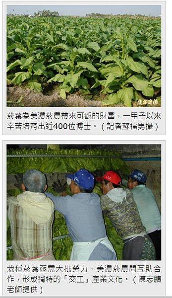 美濃菸葉田出近400位博士/台灣菸葉走入歷史/福安菸葉輔導站