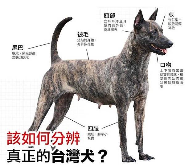 忠心台灣土狗獲國際認證正名「台灣犬」/台灣土狗通過70多個會