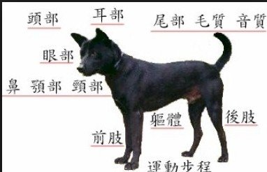 忠心台灣土狗獲國際認證正名「台灣犬」/台灣土狗通過70多個會