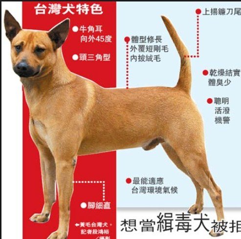 忠心台灣土狗獲國際認證正名「台灣犬」/台灣土狗通過70多個會