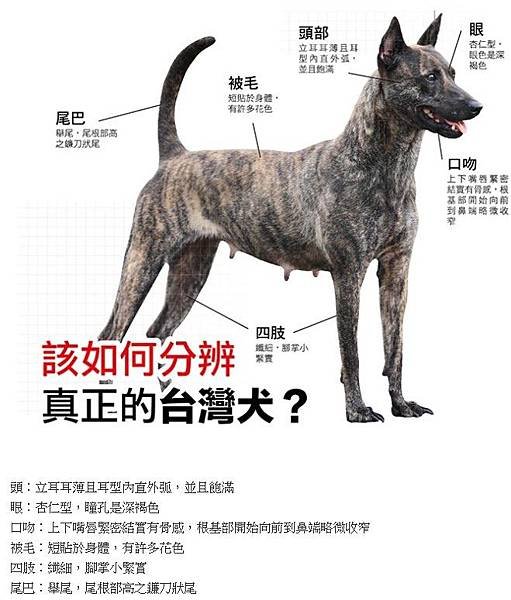 忠心台灣土狗獲國際認證正名「台灣犬」/台灣土狗通過70多個會