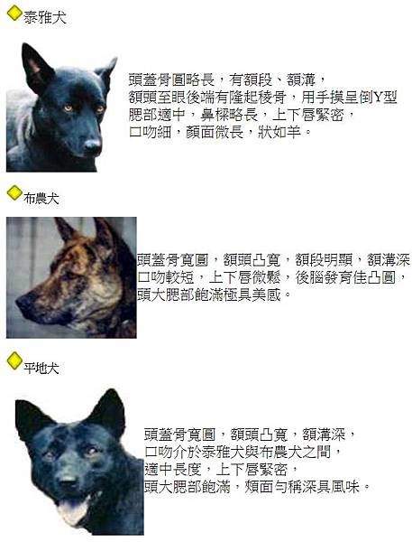 忠心台灣土狗獲國際認證正名「台灣犬」/台灣土狗通過70多個會