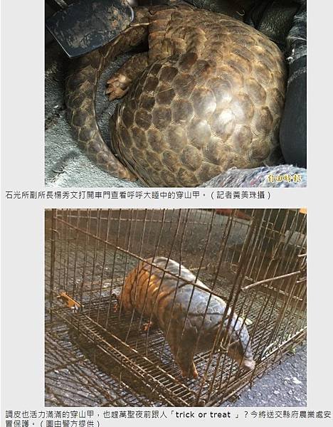 「鯪鯉（穿山甲）」二級保育類「穿木屐躦鯪鯉」/圓滾滾的吉祥物