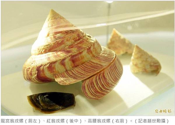 國立台灣博物館/龍宮翁戎螺/於1915年，1998年被指定為