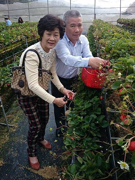 因為M爸M媽也來拉!