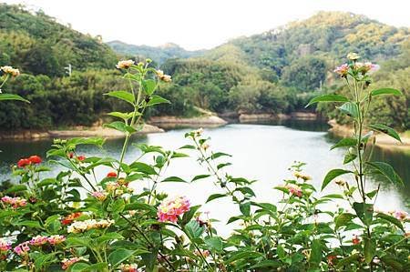 苗栗頭屋景點推薦_明德水庫日新島 (15).jpg