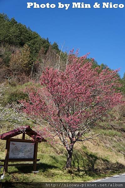 武陵農場