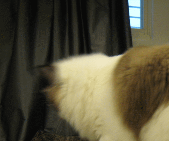 Lion轉頭.gif