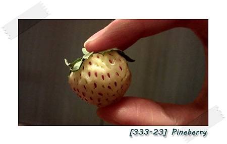 20120502Pineberry