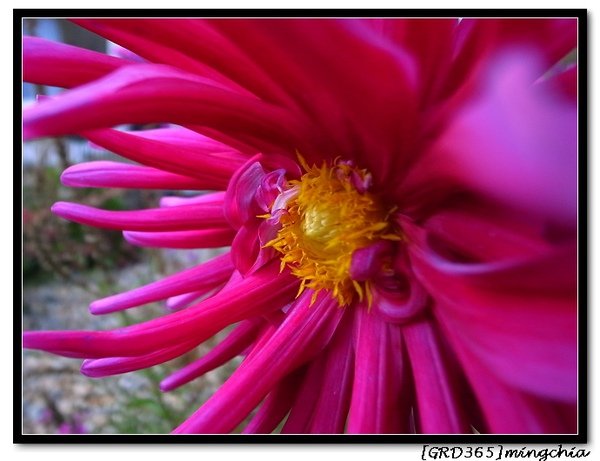 2009_0905_Flower.jpg