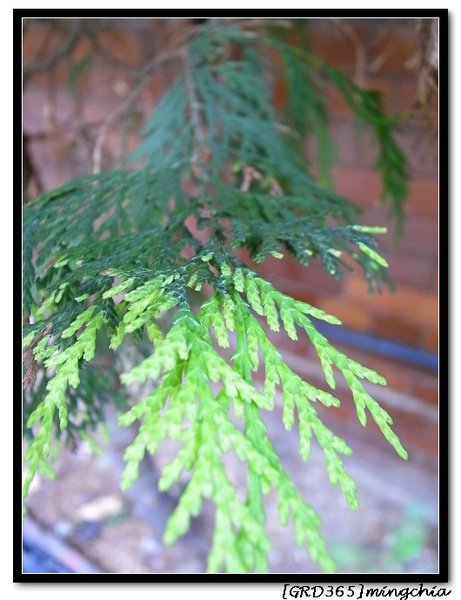 2009_0915_綠意.jpg