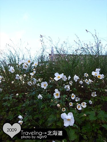 公園裡的花兒很漂亮