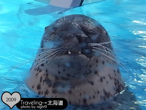 尼克斯樂園‧海豹打瞌睡中