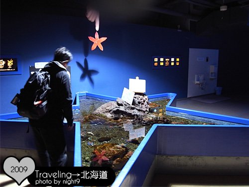 尼克斯樂園‧水族館海星體驗