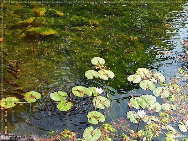 菁芳園