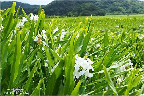 水上草原.野薑花季