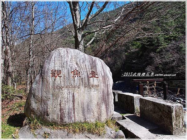 武陵農場_櫻花季