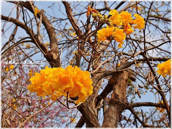 鳳山水庫_風鈴花