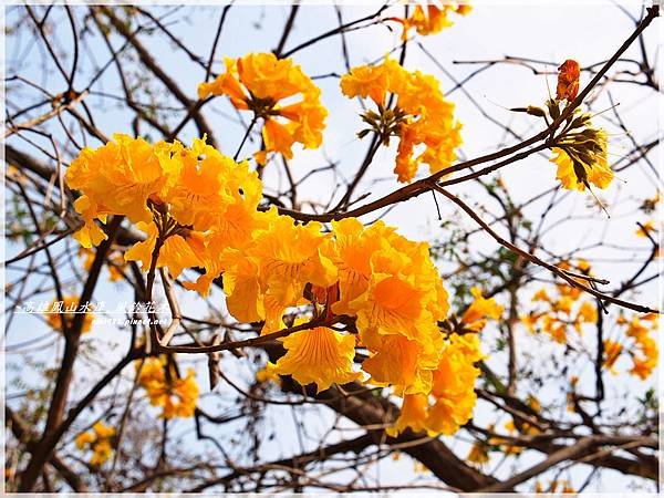 鳳山水庫_風鈴花