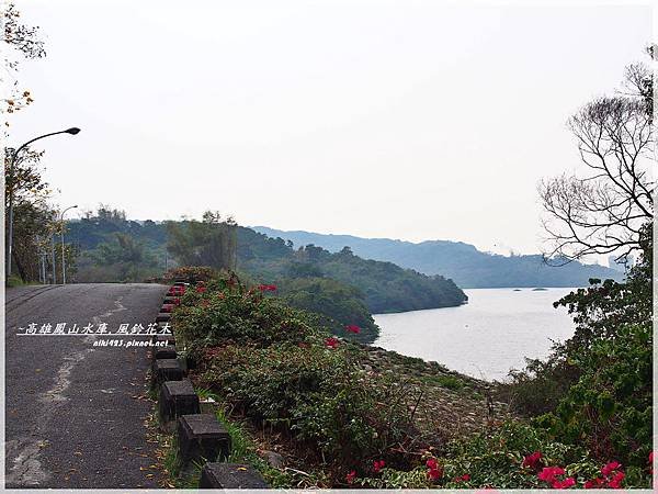 鳳山水庫_風鈴花