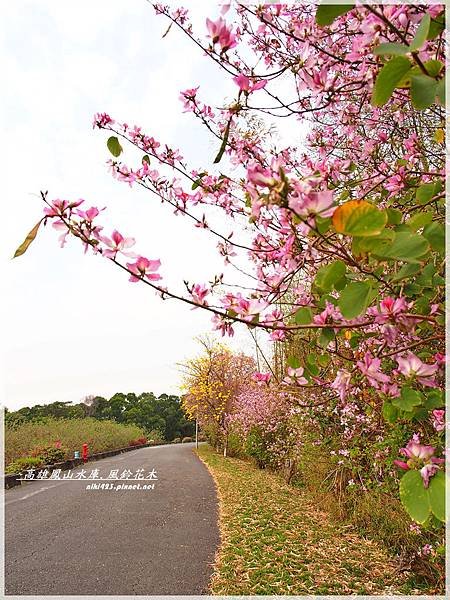 鳳山水庫_風鈴花