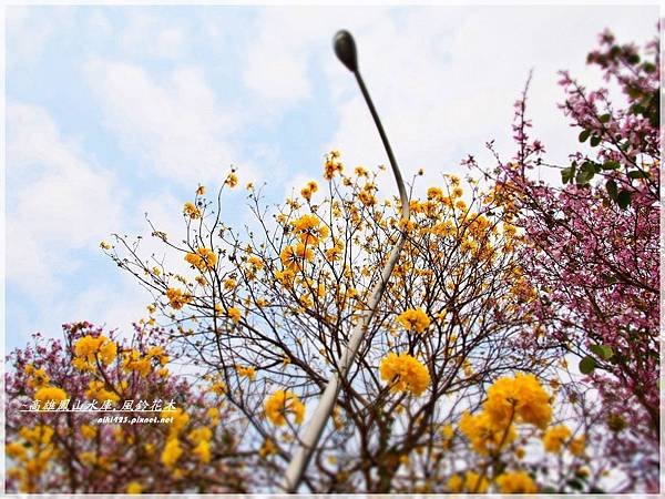 鳳山水庫_風鈴花