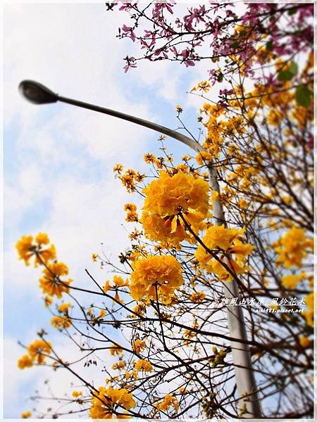 鳳山水庫_風鈴花