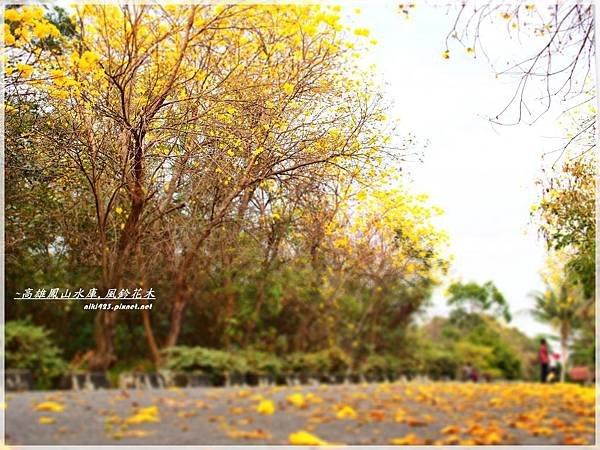 鳳山水庫_風鈴花