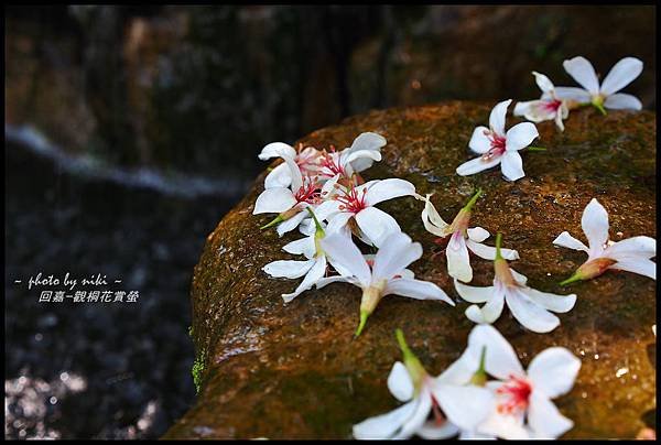 園林仔社區桐花