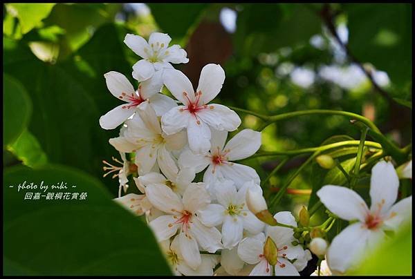 園林仔社區桐花