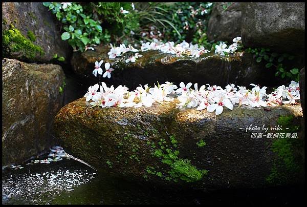 園林仔社區桐花