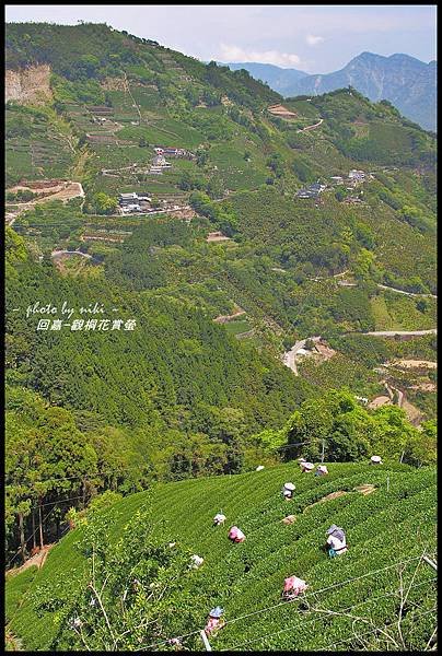 青年嶺&amp;太和村茶園