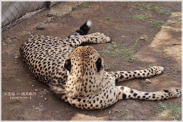 獅子園 Lion and Safari Park