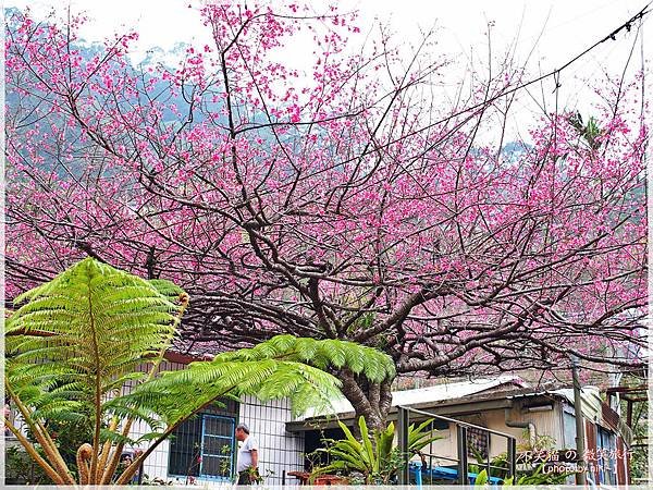 霧台櫻花王