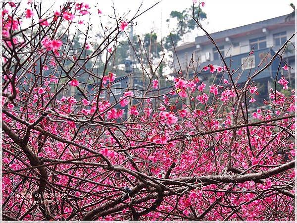 霧台櫻花王