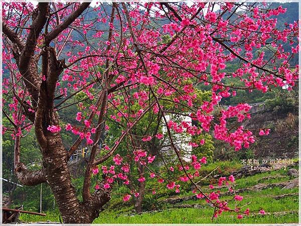 霧台櫻花王