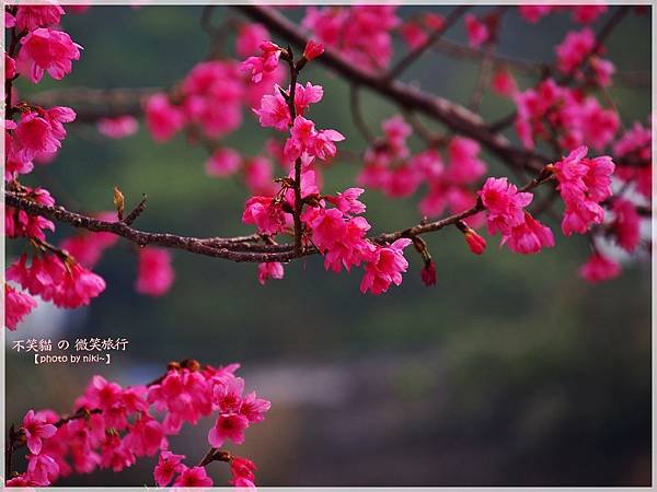 霧台櫻花王