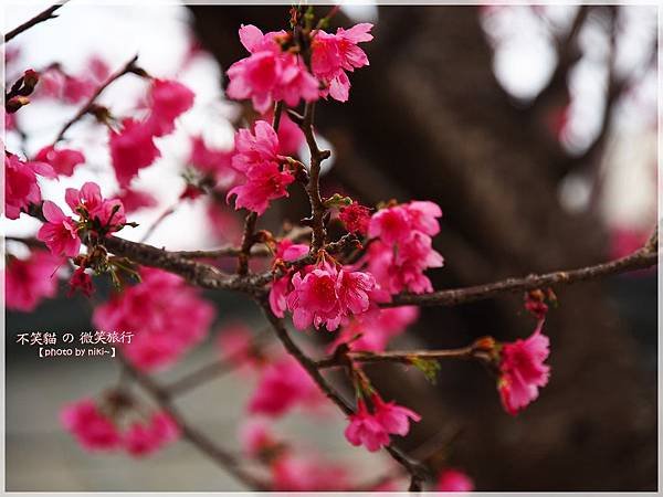 霧台櫻花王