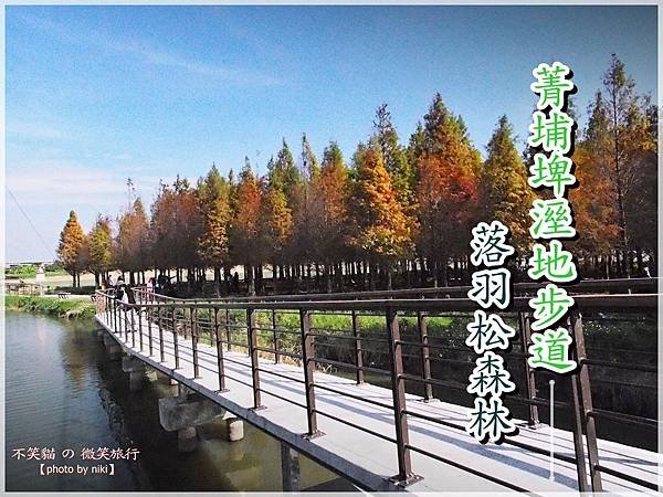 菁埔埤溼地步道_落羽松森林
