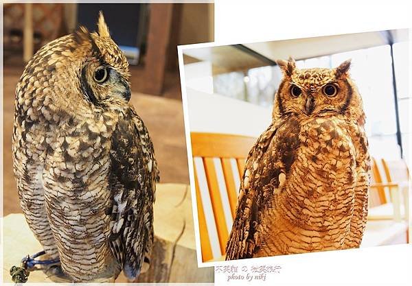 大阪貓頭鷹咖啡Happy Owl Cafe Chouette