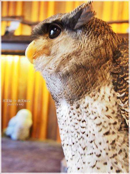 大阪貓頭鷹咖啡Happy Owl Cafe Chouette