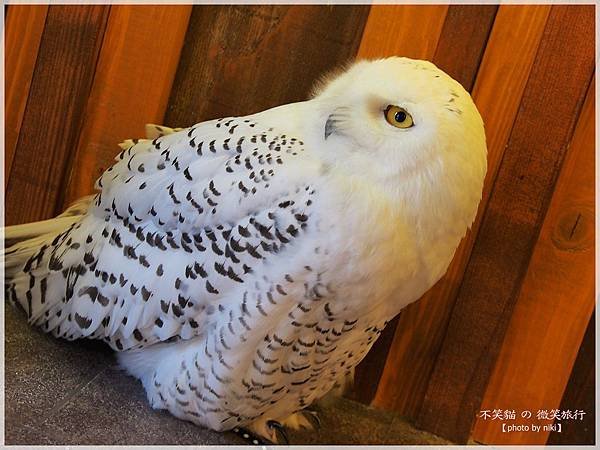 大阪貓頭鷹咖啡Happy Owl Cafe Chouette