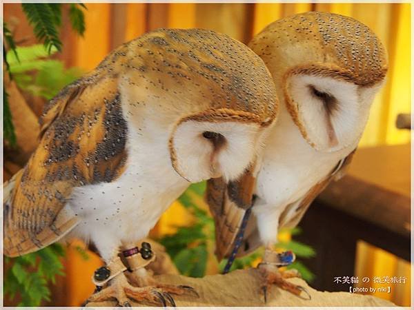 大阪貓頭鷹咖啡Happy Owl Cafe Chouette