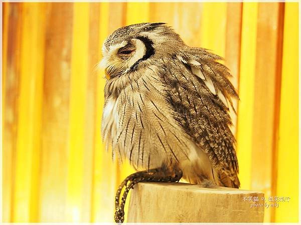 大阪貓頭鷹咖啡Happy Owl Cafe Chouette