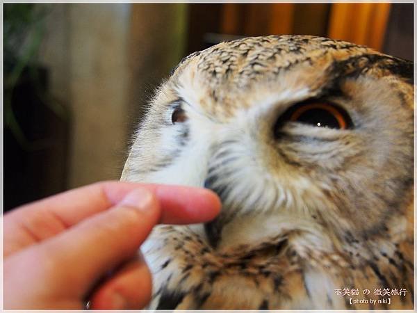 大阪貓頭鷹咖啡Happy Owl Cafe Chouette