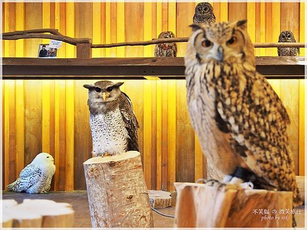 大阪貓頭鷹咖啡Happy Owl Cafe Chouette